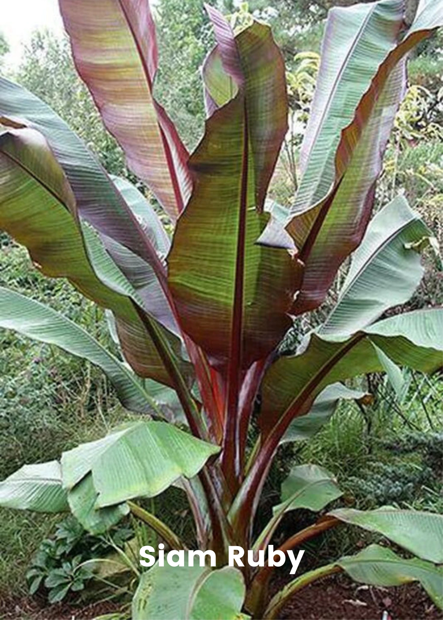 Banana Bundle: Siam Ruby, Blood Banana, Dwarf Cavendish & Red Abyssinian 3 Banana Bundle: Siam Ruby, Blood Banana, Dwarf Cavendish & Red Abyssinian - Image 3