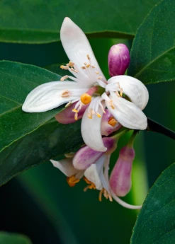 Meyer Lemon (Citrus × Meyeri) 12 Meyer Lemon (Citrus × Meyeri) -Wilson Bros Gardens Shop 5 5bc7f1dc d173 47eb 86cd 5fce4473849a