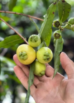 Rose Apple (Syzygium Jambos) -Wilson Bros Gardens Shop 5 bbdcf590 e3bd 4df1 9798 70a539187fb0