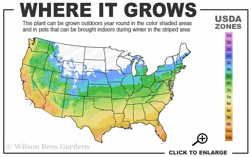 Yellow Groove Bamboo (Phyllostachys Aureosulcata) - 3 Gallon Pot (2-4') 3 Yellow Groove Bamboo (Phyllostachys Aureosulcata) - 3 Gallon Pot (2-4') - Image 3