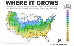 Solar Cascade Goldenrod (Solidago Shortii) - 1 Gallon Pot -Wilson Bros Gardens Shop 5a 8b 206