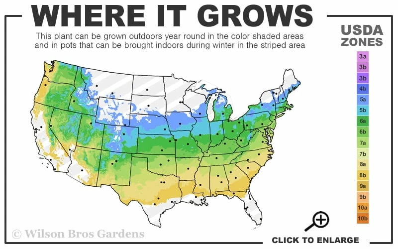 Delaware Valley White Azalea - 6 Pack Of 1 Gallon Pots 3 Delaware Valley White Azalea - 6 Pack Of 1 Gallon Pots - Image 3