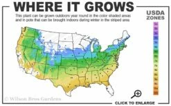 Red Select Laceleaf Japanese Maple - 1 Gallon Pot -Wilson Bros Gardens Shop 5a 9A 121