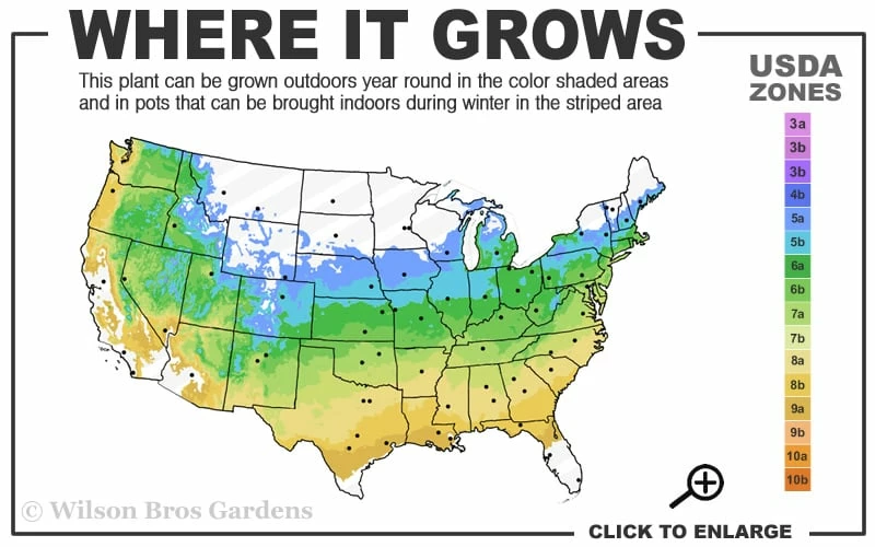 Lois Yellow Magnolia (Tulip Tree) - 7 Gallon Pot (5-6') 3 Lois Yellow Magnolia (Tulip Tree) - 7 Gallon Pot (5-6') - Image 3