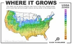 Flamethrower Redbud Tree - 3 Gallon Pot (3-4') -Wilson Bros Gardens Shop 5a 9b 587