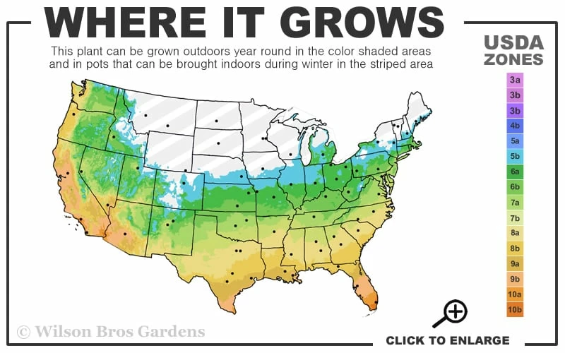 Claudia Wannamaker Southern Magnolia - 7 Gallon Pot (4-5') 3 Claudia Wannamaker Southern Magnolia - 7 Gallon Pot (4-5') - Image 3