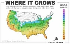 Big Blue Liriope (Lily Turf) - 1 Gallon Pot -Wilson Bros Gardens Shop 5b 11 48