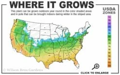 Snow Showers White Wisteria - 3 Gallon Pot -Wilson Bros Gardens Shop 5b 9b 15