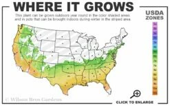 Autumn Rouge Encore Azalea - 2 Gallon Pot -Wilson Bros Gardens Shop 6B 9B 33