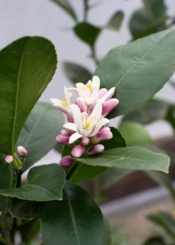 Meyer Lemon (Citrus × Meyeri) 13 Meyer Lemon (Citrus × Meyeri) -Wilson Bros Gardens Shop 6 c5ef219c 2d86 479d bb66 3998c897835f