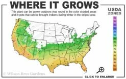 Leyland Cypress - 1 Gallon Pot -Wilson Bros Gardens Shop 6a 10a 1