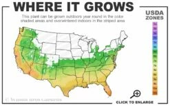 Alta Southern Magnolia - 7 Gallon Pot (4-5') -Wilson Bros Gardens Shop 6a 10b 29