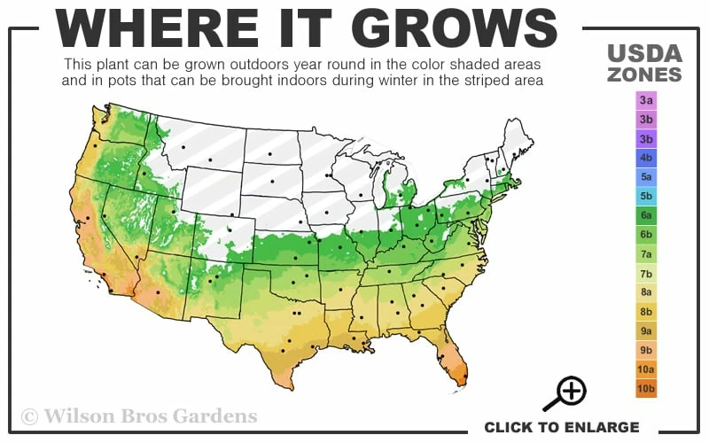 Temple Bamboo (Semiarundinaria Fastuosa) - 3 Gallon Pot (4-6'+) 3 Temple Bamboo (Semiarundinaria Fastuosa) - 3 Gallon Pot (4-6'+) - Image 3