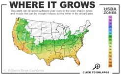 Russian 26 Cold Hardy Pomegranate - 3 Gallon Pot -Wilson Bros Gardens Shop 6a 11 60