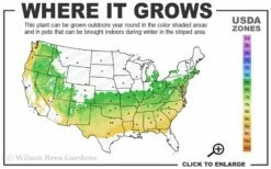 Elegans Variegated Boxwood - Buxus Sempervirens 'Elegantissima' - 2 Gallon Pot -Wilson Bros Gardens Shop 6a 8b 13