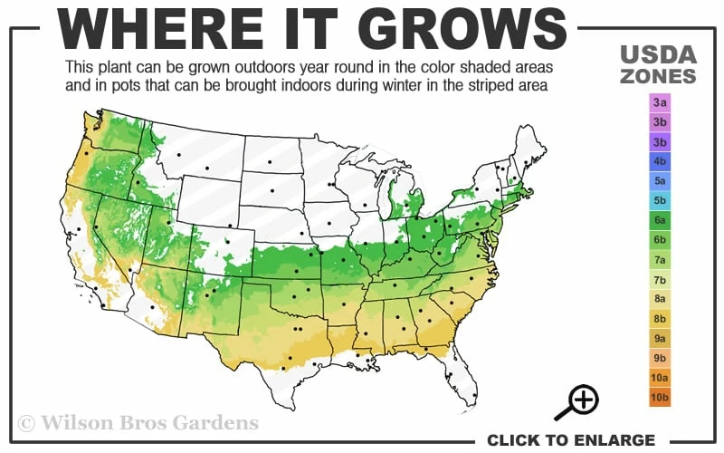 Fragrant Valley Sweetbox (Sarcococca) - 2 Gallon Pot 3 Fragrant Valley Sweetbox (Sarcococca) - 2 Gallon Pot - Image 3
