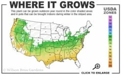 Arp Rosemary Pyramid Form - 2 Gallon Pot -Wilson Bros Gardens Shop 6a 9a 14