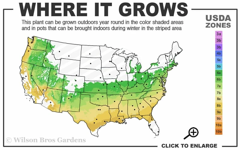 Sir Robert Dwarf Azalea - 1 Gallon Pot 3 Sir Robert Dwarf Azalea - 1 Gallon Pot - Image 3