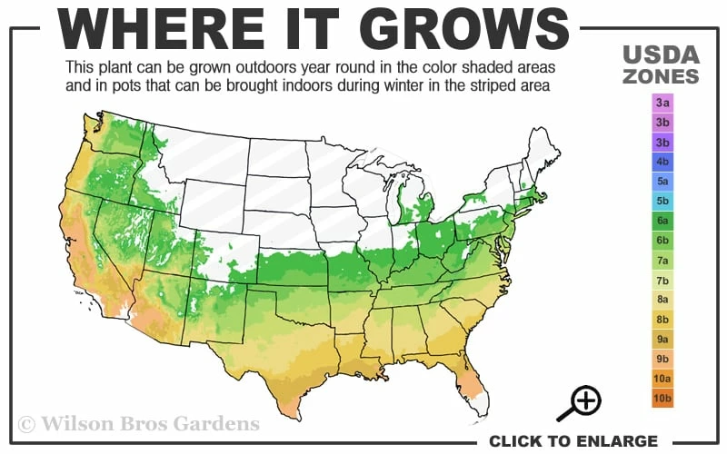 Splash Variegated Summer Daphne - 1 Gallon Pot 3 Splash Variegated Summer Daphne - 1 Gallon Pot - Image 3