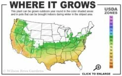 Southern Red Oak Tree (Quercus Falcata) - 3 Gallon Pot -Wilson Bros Gardens Shop 6a 9b 475