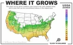Enduring Summer 'White' Crape Myrtle - 3 Gallon Pot -Wilson Bros Gardens Shop 6a 9b thumbnail 7