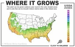 Arctic Dawn Cold Hardy Pink Camellia Hybrid - 3 Gallon Pot -Wilson Bros Gardens Shop 6b 10a 2