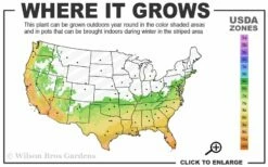 Fortune's Cold Hardy Tea Olive (Fragrant Osmanthus) - 7 Gallon Pot (4-5') -Wilson Bros Gardens Shop 6b 10b 11