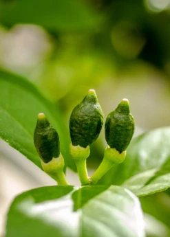 Meyer Lemon (Citrus × Meyeri) 14 Meyer Lemon (Citrus × Meyeri) -Wilson Bros Gardens Shop 7
