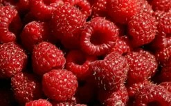 Heritage Raspberry - 6 Pack Of 1 Gallon Pots -Wilson Bros Gardens Shop 7770 red raspberry heritage