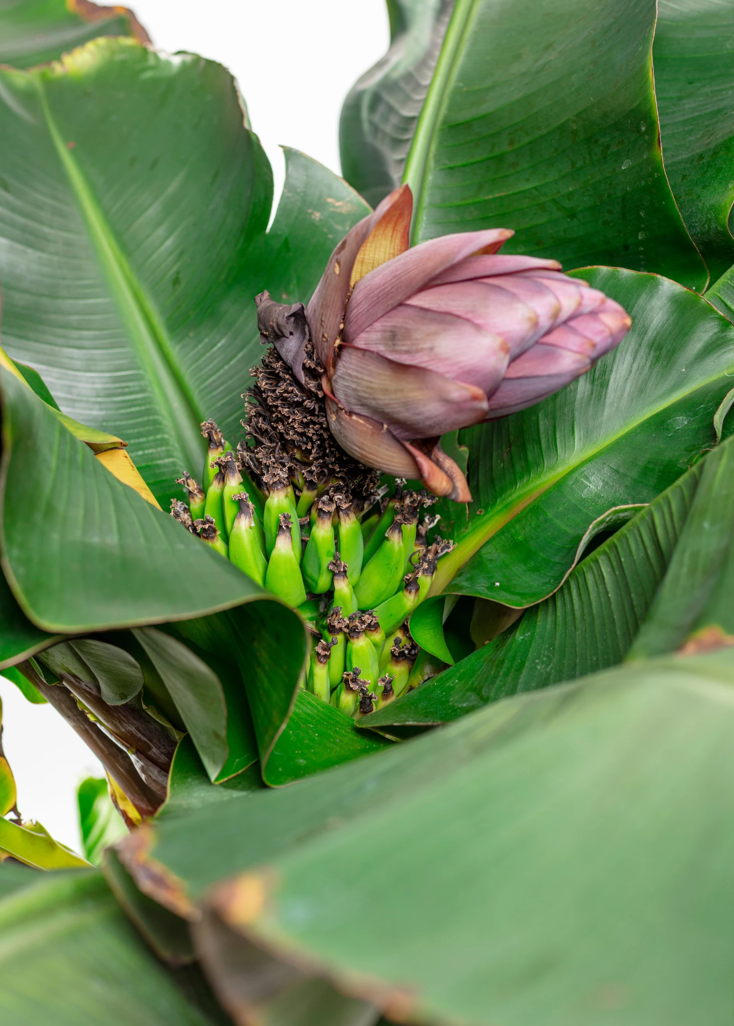 Banana 'Dwarf Cavendish' (Musa Acuminata) 2 Banana 'Dwarf Cavendish' (Musa Acuminata) - Image 2