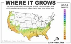 Little Gem Dwarf Southern Magnolia - 7 Gallon Pot (5-6') -Wilson Bros Gardens Shop 7a 10a 14