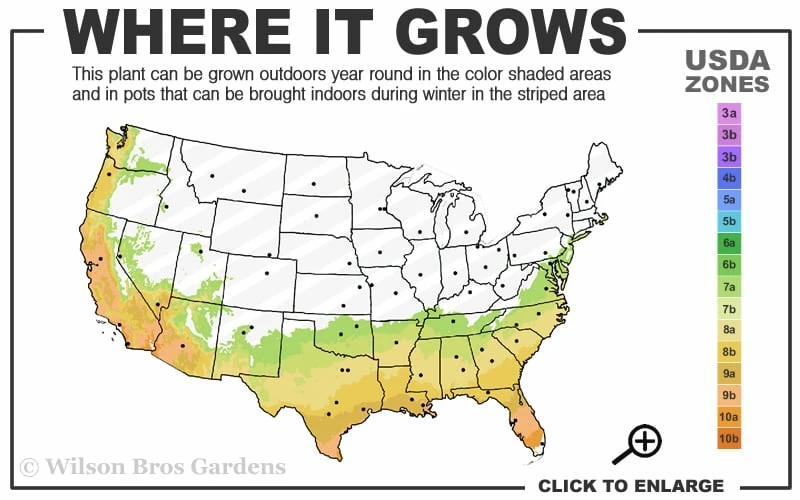Edgeworthia Chrysantha - Paper Bush - 5 Gallon Pot 3 Edgeworthia Chrysantha - Paper Bush - 5 Gallon Pot - Image 3