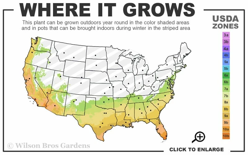 Greenback Southern Magnolia - 3 Gallon Pot 3 Greenback Southern Magnolia - 3 Gallon Pot - Image 3