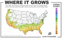 Southern Wax Myrtle - 3 Gallon Pot -Wilson Bros Gardens Shop 7a 10b 42