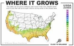 April Melody Camellia Japonica - 3 Gallon Pot -Wilson Bros Gardens Shop 7a 9b 18