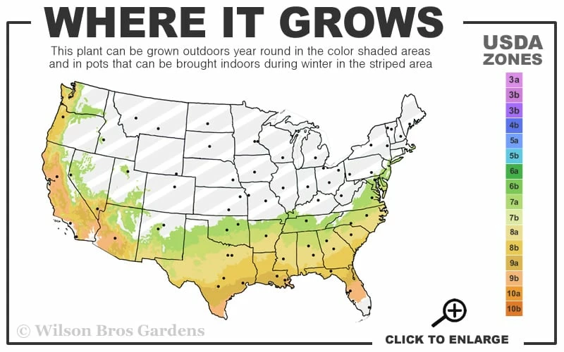 Snow N Summer Asiatic Jasmine - 15 Count Flat Of Quart Pots 3 Snow N Summer Asiatic Jasmine - 15 Count Flat Of Quart Pots - Image 3