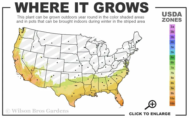 Fragrant White Tea Olive - 7 Gallon Pot (5-6') 3 Fragrant White Tea Olive - 7 Gallon Pot (5-6') - Image 3