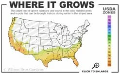 Lilacina Southern Indica Azalea - 3 Gallon Pot -Wilson Bros Gardens Shop 7b 10b 36