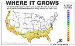 Alapaha Rabbiteye Blueberry - 1 Gallon Pot -Wilson Bros Gardens Shop 7b 9b 12