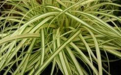 Evergold Japanese Sedge (Carex Hachijoensis) - 5 Pack Of Quart Pots -Wilson Bros Gardens Shop 8275 evergold carex 1