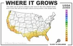 Biloxi Southern Highbush Blueberry - 1 Gallon Pot -Wilson Bros Gardens Shop 8a 11 93