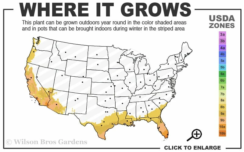 Alphonse Karr Golden Bamboo (Bambusa Multiplex) - 2 Gallon Pot 3 Alphonse Karr Golden Bamboo (Bambusa Multiplex) - 2 Gallon Pot - Image 3