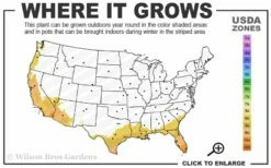 Dwarf Weavers Bamboo - Bambusa Textilis 'RG Dwarf' - 2 Gallon Pot 6 Dwarf Weavers Bamboo - Bambusa Textilis 'RG Dwarf' - 2 Gallon Pot -Wilson Bros Gardens Shop 8b 11 4