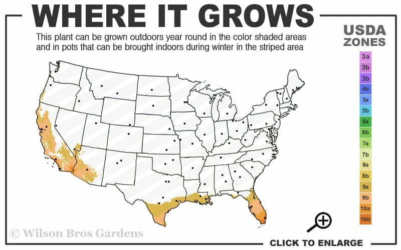 Yellow Buddha Belly Bamboo - Bambusa Ventricosa 'Kimmei' - 3 Gallon Pot 3 Yellow Buddha Belly Bamboo - Bambusa Ventricosa 'Kimmei' - 3 Gallon Pot - Image 3