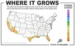 Blue Podocarpus Yew - 3 Gallon Pot -Wilson Bros Gardens Shop 9a 11 9