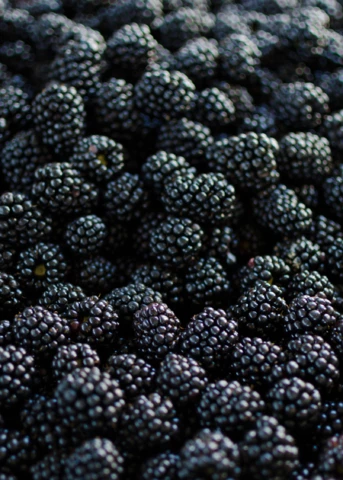 Blackberry 'Apache' (Rubus Canadensis) 2 Blackberry 'Apache' (Rubus Canadensis) - Image 2