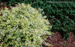 Lemon Lime Dwarf Abelia - 3 Gallon Pot -Wilson Bros Gardens Shop Abelia Lemon Lime 52