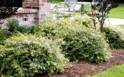 Lemon Lime Dwarf Abelia - 3 Gallon Pot -Wilson Bros Gardens Shop Abelia Lemon Lime In Landscape