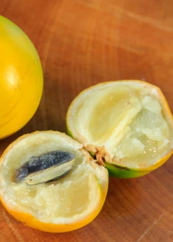 Abiu (Pouteria Caimito) -Wilson Bros Gardens Shop Abiu Tree for Sale SowExotic.com 2