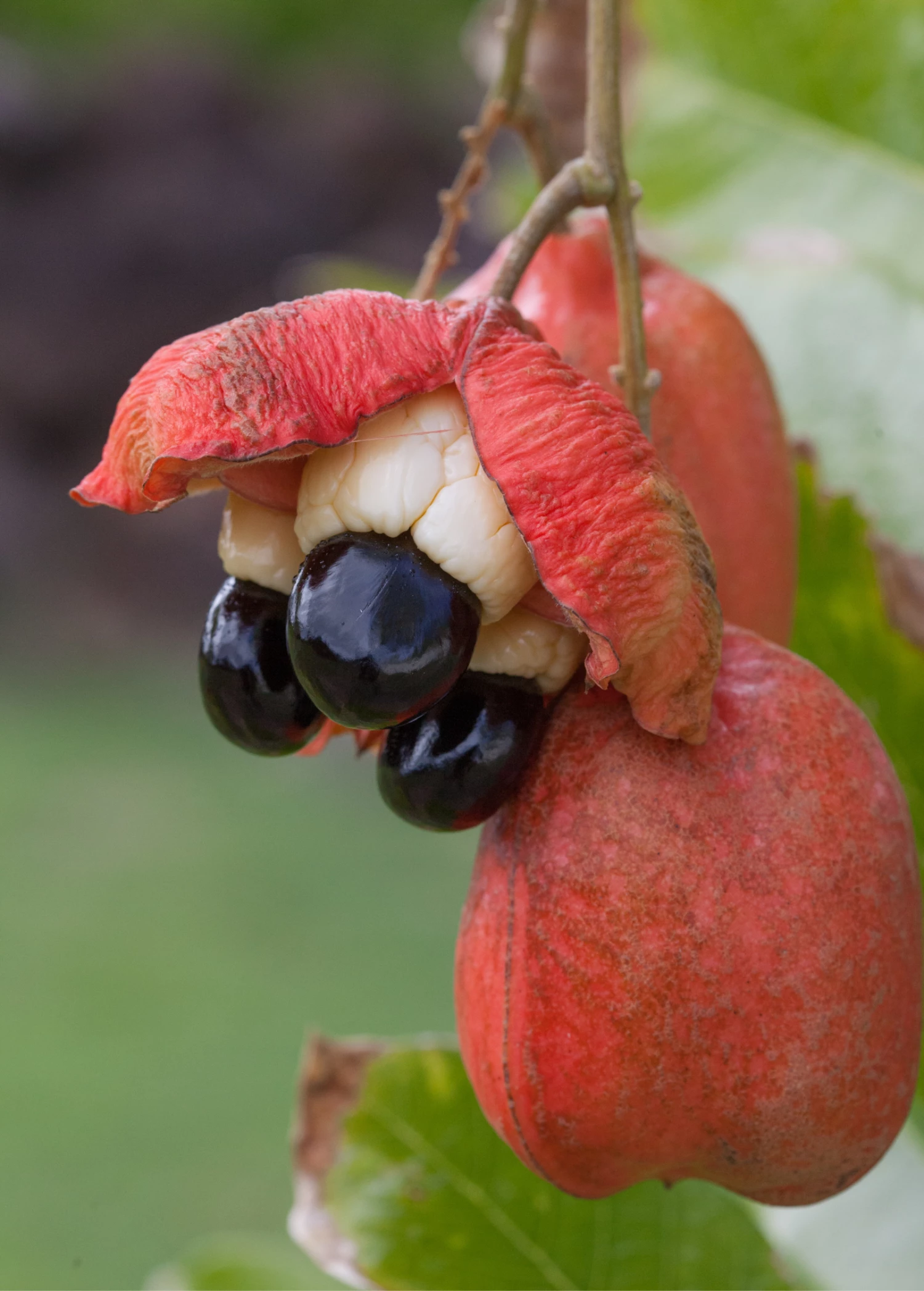 Ackee (Blighia Sapida) 1 Ackee (Blighia Sapida)